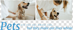 Pets Are Not Our Whole Life But They Make Our Lives  HD Png Download