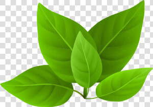 Green Leaves Png Transparent Image   Green Leaves In Png  Png Download