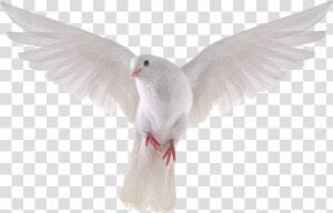 Columbidae Domestic Pigeon Bird Stock Photography Royalty free   White Dove Transparent Background  HD Png Download