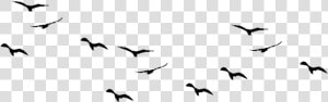 Ocean Birds Png Free Download   Flying Birds Vector Png  Transparent Png