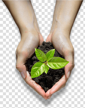 Hands Holding A Seedling   Houseplant  HD Png Download