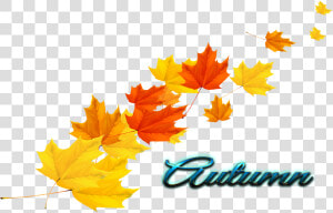 Autumn Leaves Transparent   Autumn Leaf Vector Png  Png Download