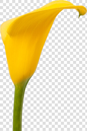 Transparent Fall Flowers Png   Giant White Arum Lily  Png Download