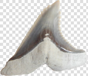 Hemipristis Serrra Latlin   Pacific Sturgeon  HD Png Download