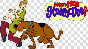 Transparent Scooby Doo Clipart   What  39 s New Scooby Doo Png  Png Download