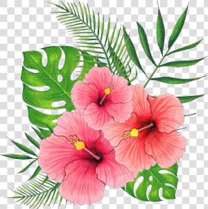 Hand Painted Summer Hibiscus Flower Png Transparent   Hibiscus Flower Transparent Background  Png Download