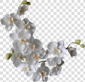 White Orchids On A Branch   Png White Flowers Background  Transparent Png