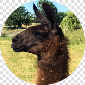 Miguel   Llama   Llama  HD Png Download