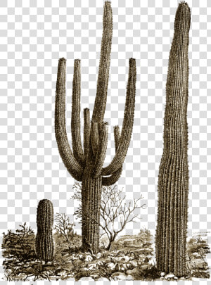 Cactus Png Photos   Desert Cactus Png  Transparent Png