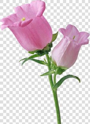 Pink Single Bellflower Transparent   Flowers  HD Png Download