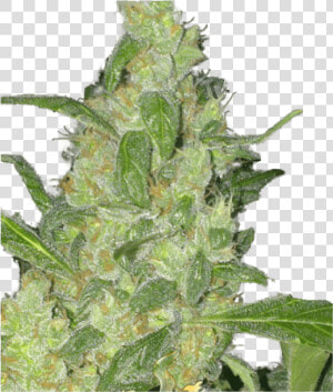 Turing Auto Feminised Seeds Title Turing Auto Feminised   Autoflowering Cannabis  HD Png Download