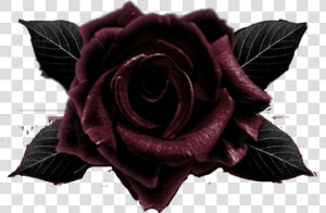  blackrose   Garden Roses  HD Png Download