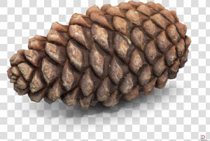 Sugar Pine red Pine lodgepole Pine jack Pine sitka   Pine Cone 3d Model Free  HD Png Download