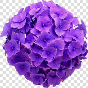 Hydrangea Real Flower Purple Cute Beautiful Freetoedit   Hydrangea Flower Purple Png  Transparent Png