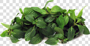 Mint   Peppermint In Urdu  HD Png Download