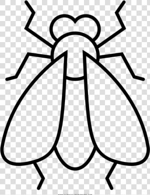 Fly Coloring Page   Dibujo De Una Mosca Para Colorear  HD Png Download