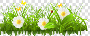 Daisy Clipart Springtime Flower   Flower Grass Border Design  HD Png Download