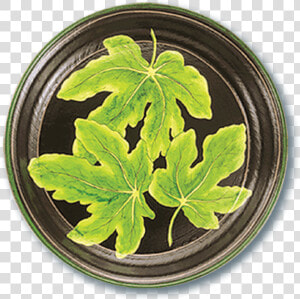 Tol 48 Fig Leaf  HD Png Download