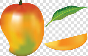 Mango Fruit By Navdbest On Deviantart Picture Royalty   Mango Drawing With Color  HD Png Download