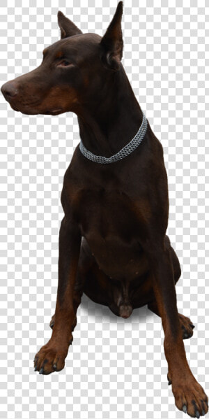 Perro Doberman Png  Transparent Png