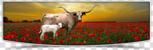 Lutt Longhorns Cows Banner Image   Tulip  HD Png Download