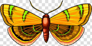 Butterfly symmetry moth   Brush footed Butterfly  HD Png Download