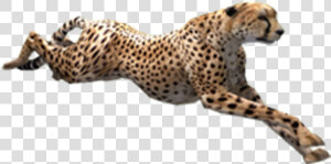 Cheetah Zoo Tycoon  HD Png Download