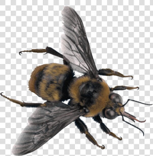 Best Free Bee Png Picture   Sweat Bee Transparent Background  Png Download