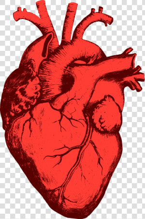 Heart  Png Real   Coração Humano Desenho Png  Transparent Png