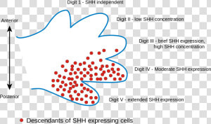 File   Limb Bud   Svg   Sonic Hedgehog Pathway  HD Png Download