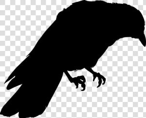 Bird claw line Art perching Bird clip   Crow Silhouette Png  Transparent Png