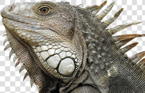 Iguana  Portrait  Profile  Close Up  Reptile   Reptile Profile  HD Png Download