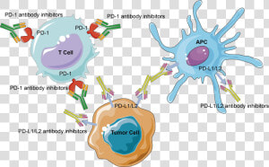 Transparent Cancer Cell Png   Immune Checkpoint Tumor Cartoon  Png Download