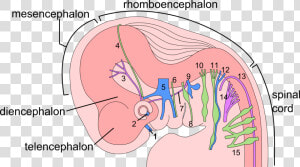 Fetal Development Nervous System  HD Png Download