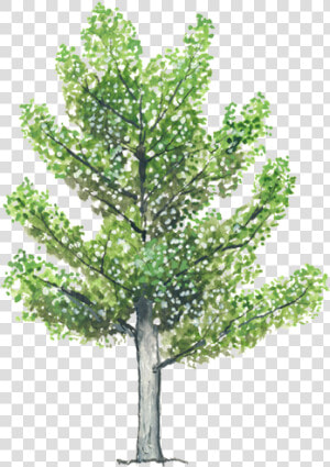 Thumb Image   Arbol Alamo Animado  HD Png Download