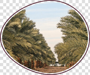 Medjool Dates Jordan Samara   Larch  HD Png Download