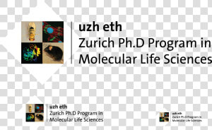 Transparent Mls Png   Molecular Life Sciences Uzh  Png Download