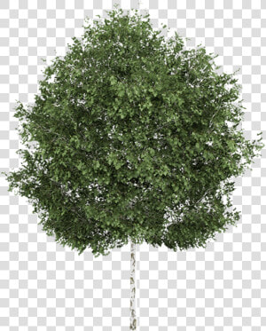 Transparent Aspen Tree Clipart   Silver Birch Tree Png  Png Download