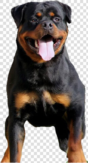 Rottweiler Png Download Image   Rottweiler Png  Transparent Png