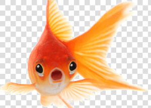 Goldfish Png Photo   Goldfish Has A Memory Span Of Three Seconds  Transparent Png