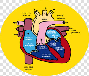 ¿cómo Circula La Sangre A Través Del Corazón Y Los  HD Png Download