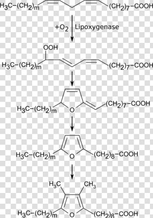 Biosynthesis Of Ffa  HD Png Download