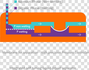 Transparent Line Separator Png   Liquid Liquid Membrane Separation  Png Download