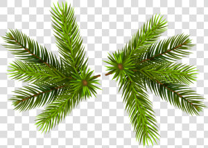 Pine Branches Transparent Png Clip   Christmas Pine Transparent Background  Png Download