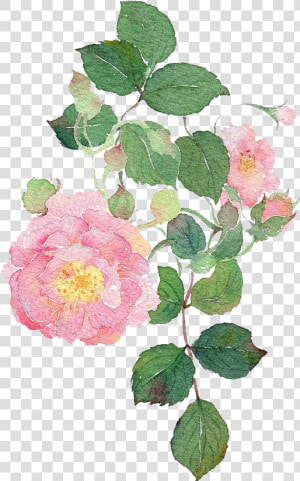 Garden Roses Watercolour Flowers Dog rose Watercolor  HD Png Download