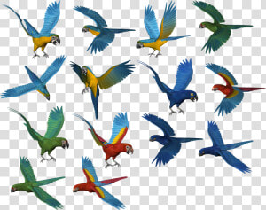 Parrot Png Images  Free Download   Parrots Png  Transparent Png