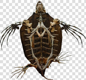 Turtle Skeleton   Turtle Skeleton Png  Transparent Png