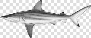 Drawn Tiger Shark Blank Background   Blacktip Shark  HD Png Download