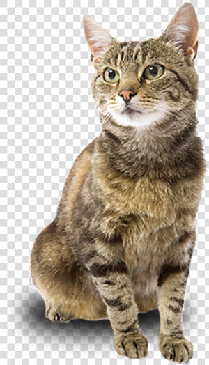 Adpot A Cat   Domestic Short haired Cat  HD Png Download