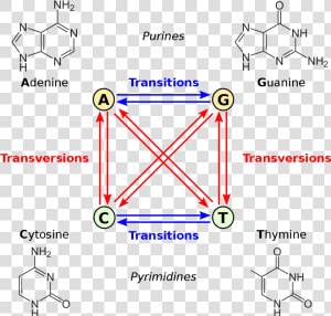 Transition Mutation  HD Png Download